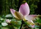 lotus (2)